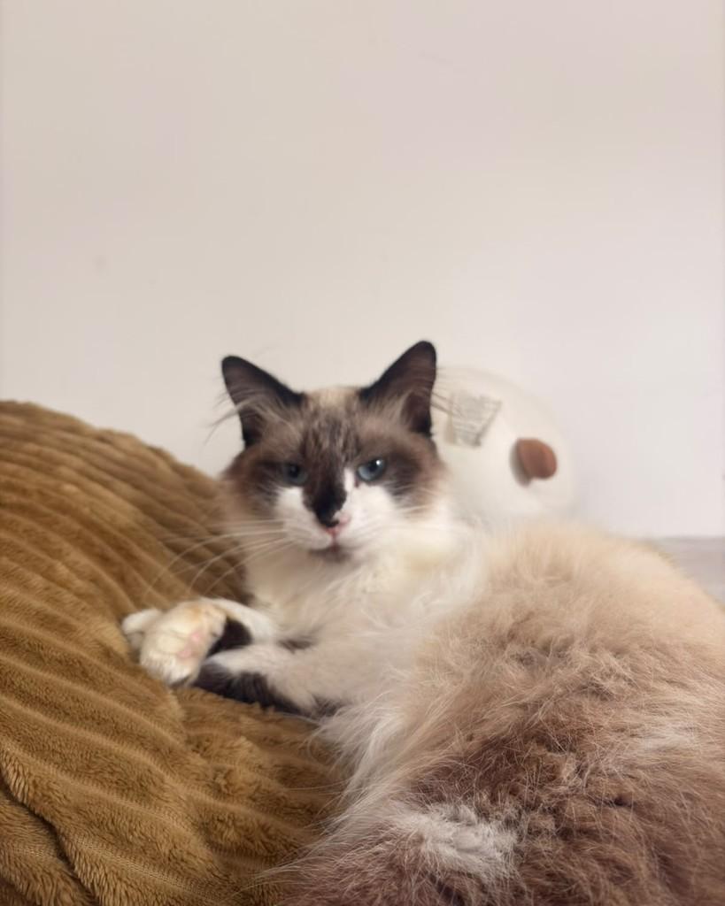 Nara, gata de porte pequeno para adoção em Santo André - SP — foto 4 de 4