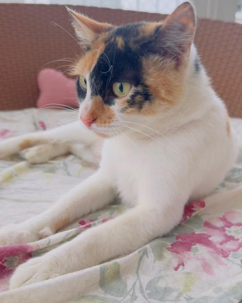 Vésper, gata de porte pequeno para adoção em Santo André - SP