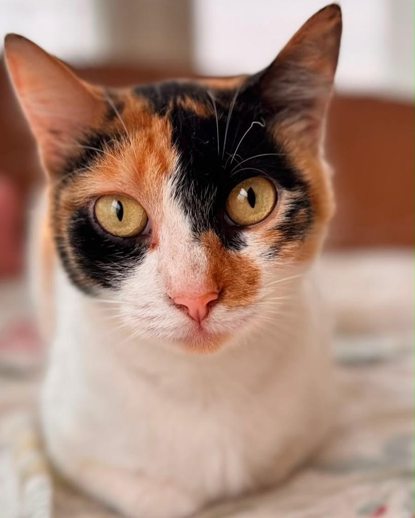 Vésper, gata de porte pequeno para adoção em Santo André - SP — foto 2 de 2