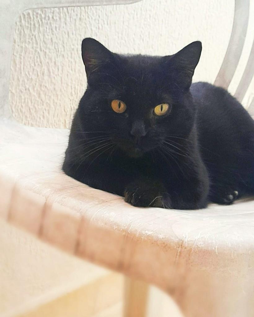 Amora, gata de porte médio para adoção em Santo André - SP