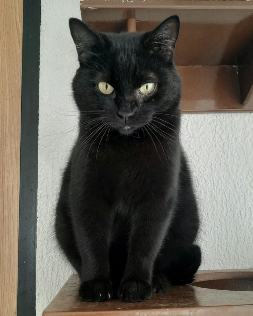 Amora, gata de porte médio para adoção em Santo André - SP — foto 2 de 3