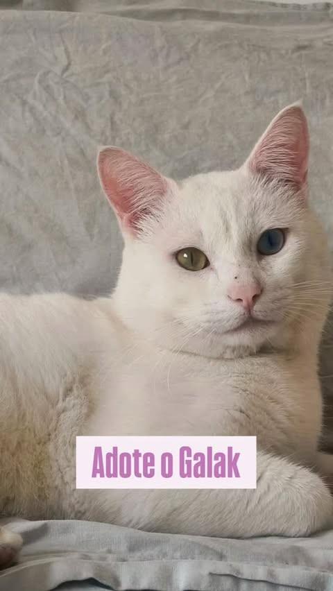 Galak, gato de porte médio para adoção em Santo André - SP