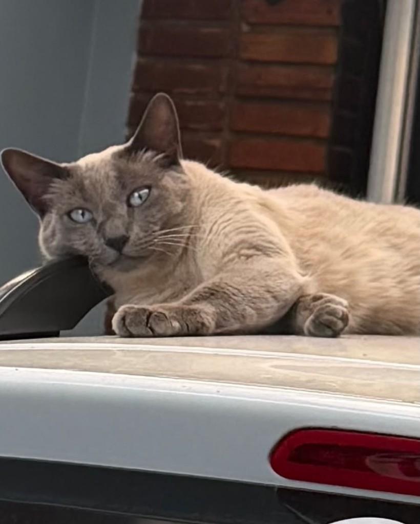 Mel, gata de porte médio para adoção em Santo André - SP