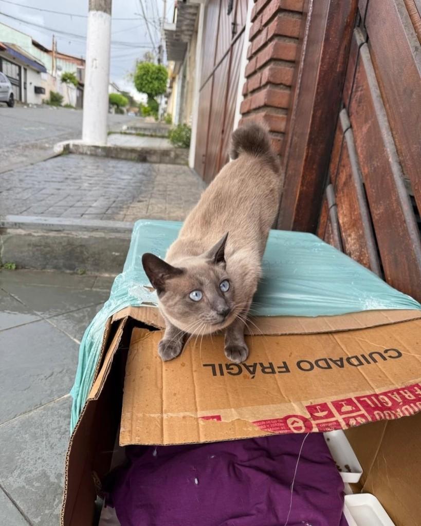 Mel, gata de porte médio para adoção em Santo André - SP — foto 2 de 2