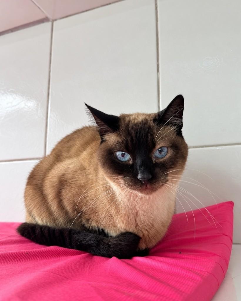 Cristal, gata de porte pequeno para adoção em Santo André - SP