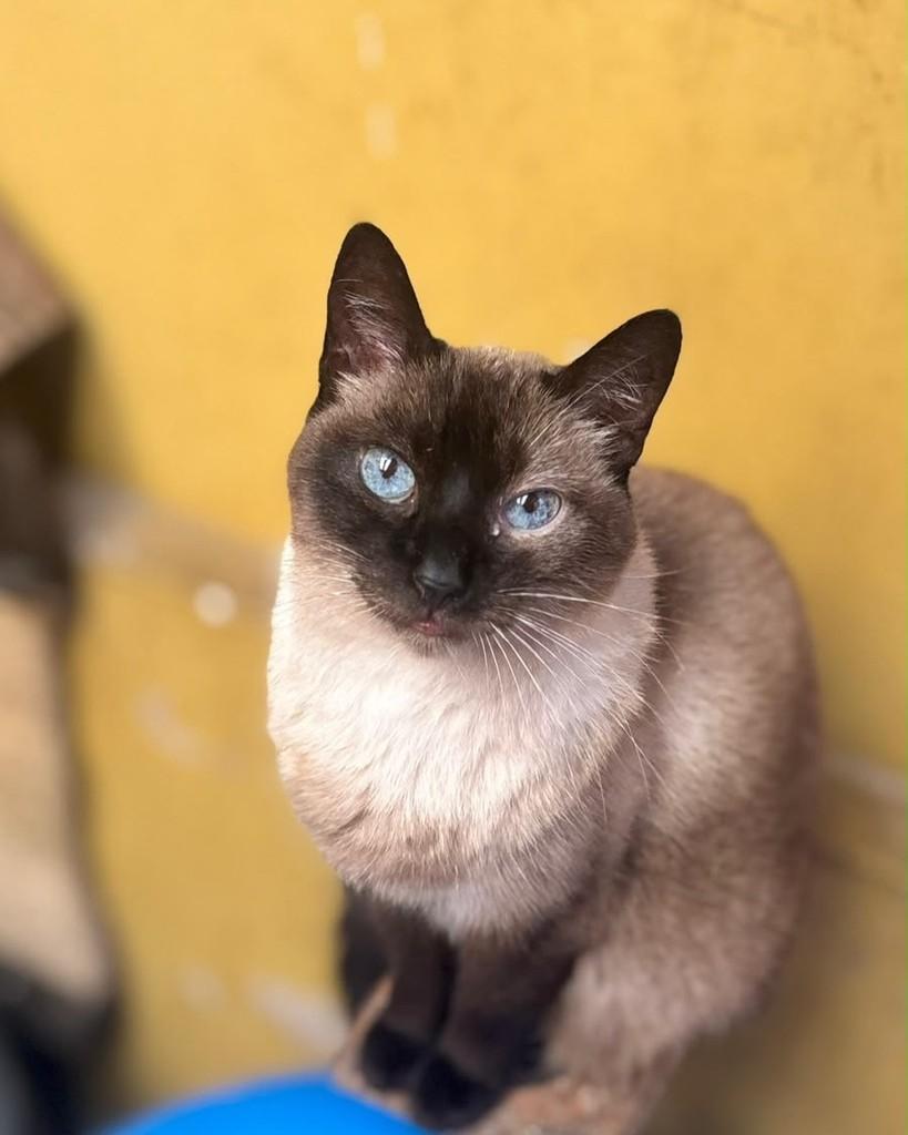 Cristal, gata de porte pequeno para adoção em Santo André - SP — foto 2 de 2