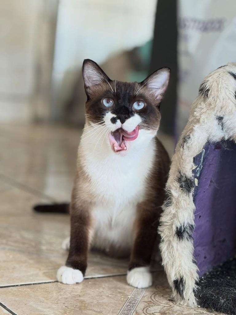 Joana, gata de porte médio para adoção em Florianópolis - SC