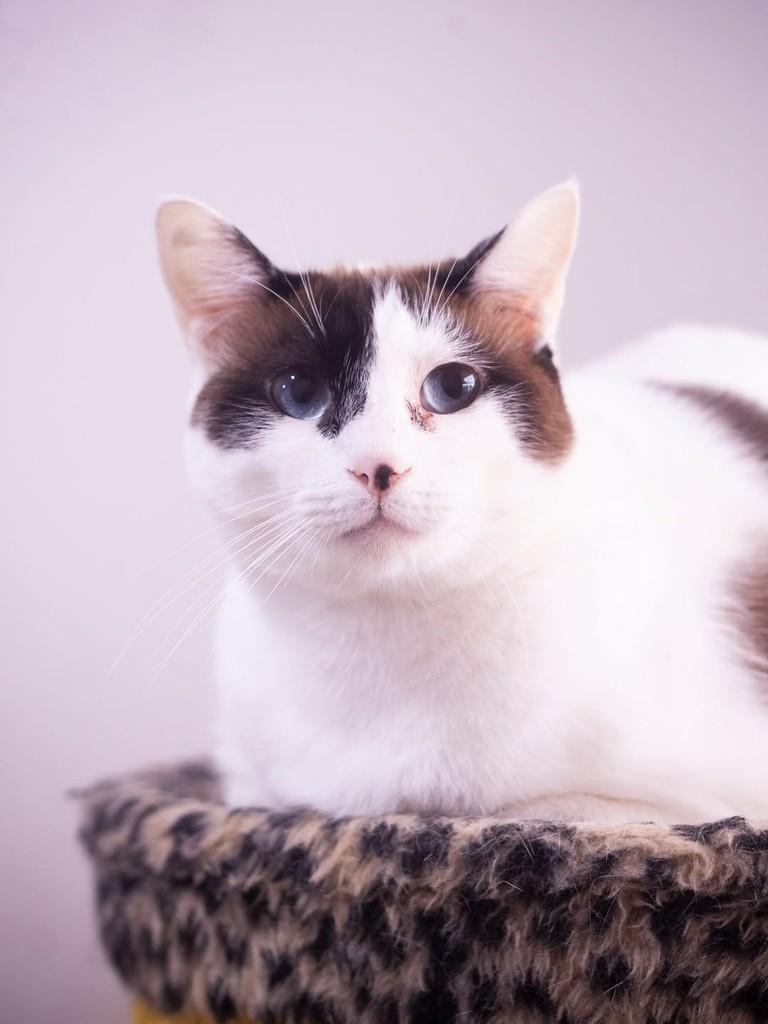 Pipoca, gata de porte grande para adoção em Florianópolis - SC