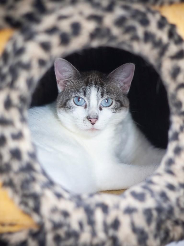 Missy, gata de porte pequeno para adoção em Florianópolis - SC