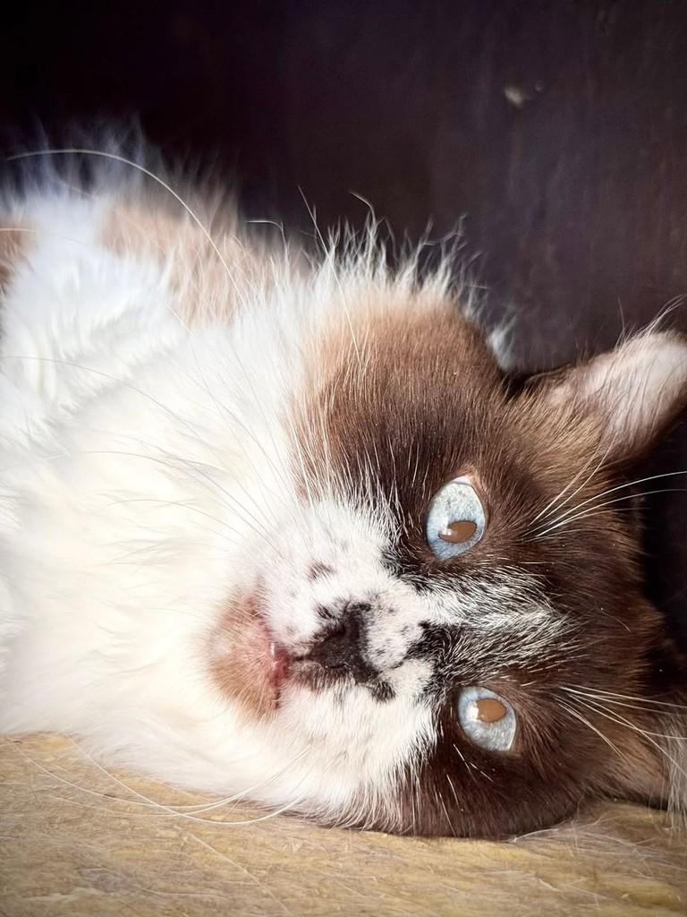 Misty, gata de porte pequeno para adoção em Florianópolis - SC