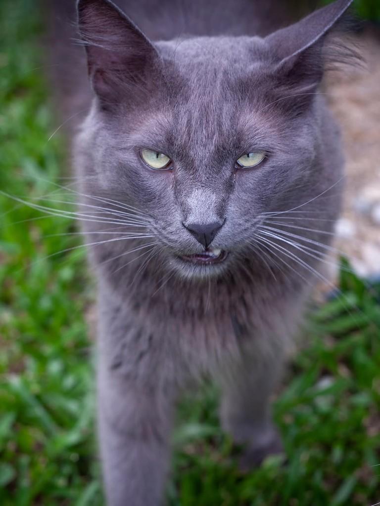 Espresso, gato de porte médio para adoção em Florianópolis - SC