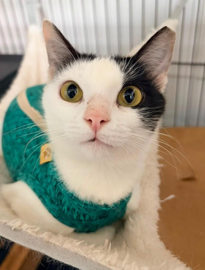 Helena, gata de porte pequeno para adoção em Recife - PE