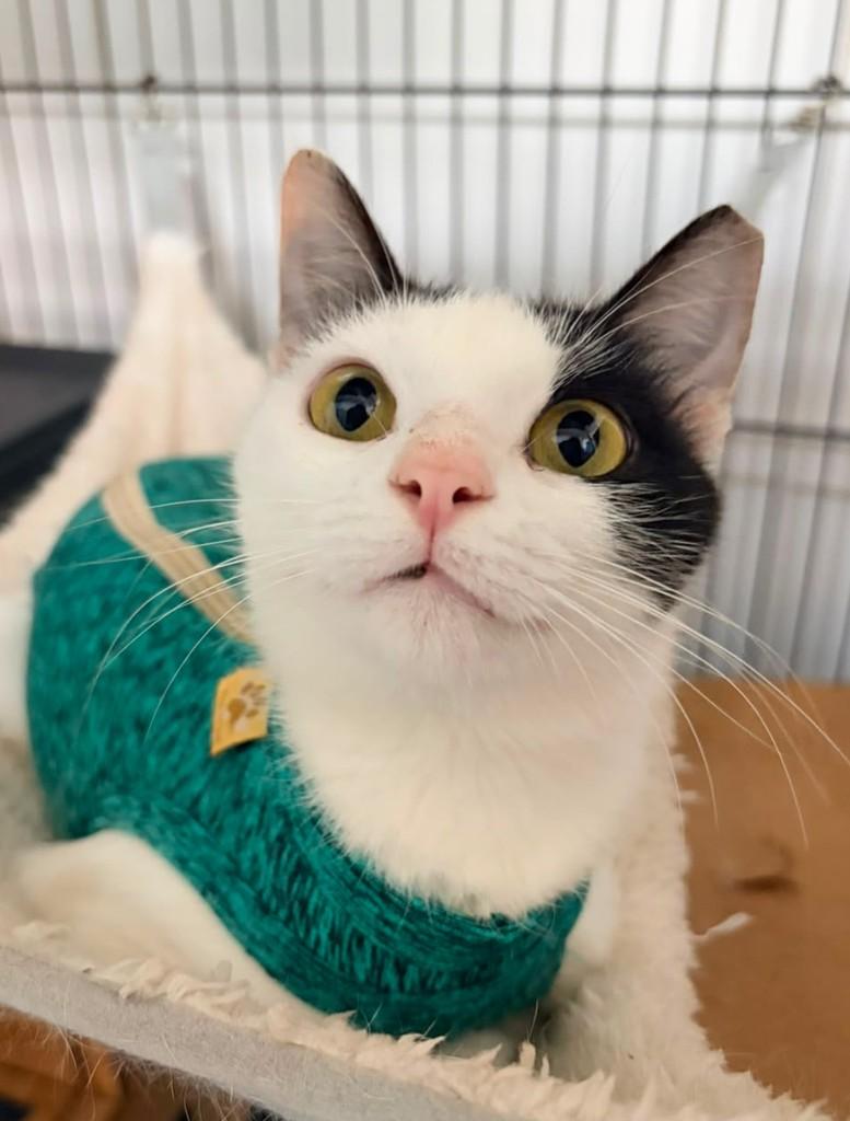 Helena, gata de porte pequeno para adoção em Recife - PE — foto 2 de 5