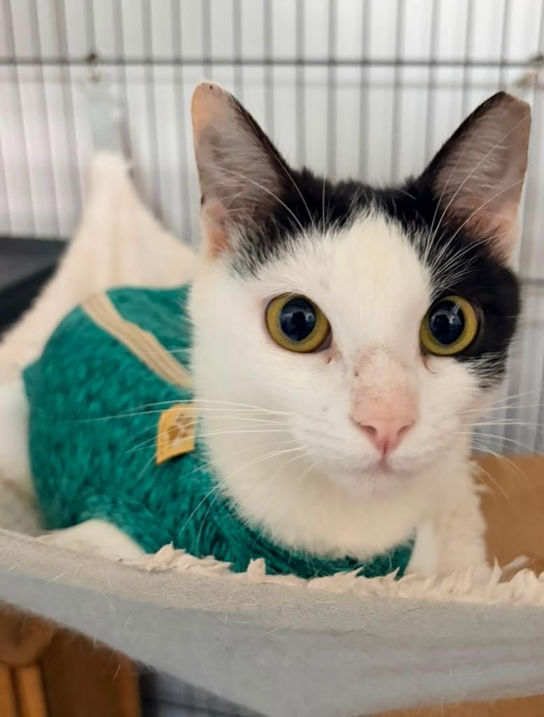 Helena, gata de porte pequeno para adoção em Recife - PE — foto 3 de 5