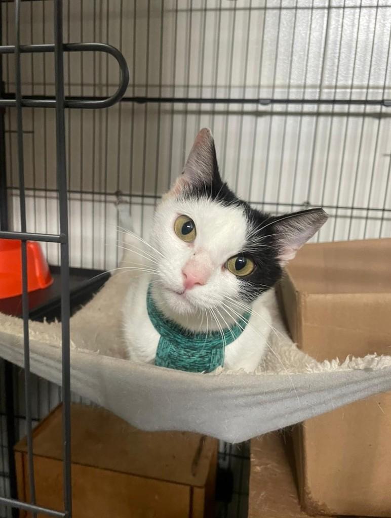 Helena, gata de porte pequeno para adoção em Recife - PE — foto 4 de 5