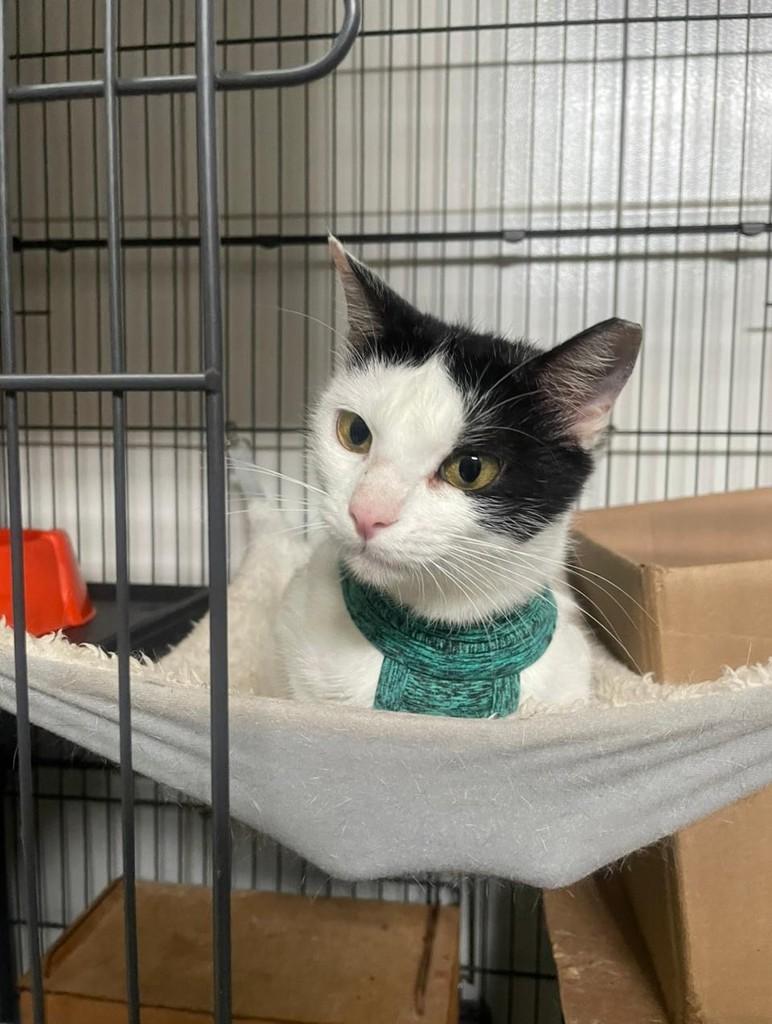 Helena, gata de porte pequeno para adoção em Recife - PE — foto 5 de 5