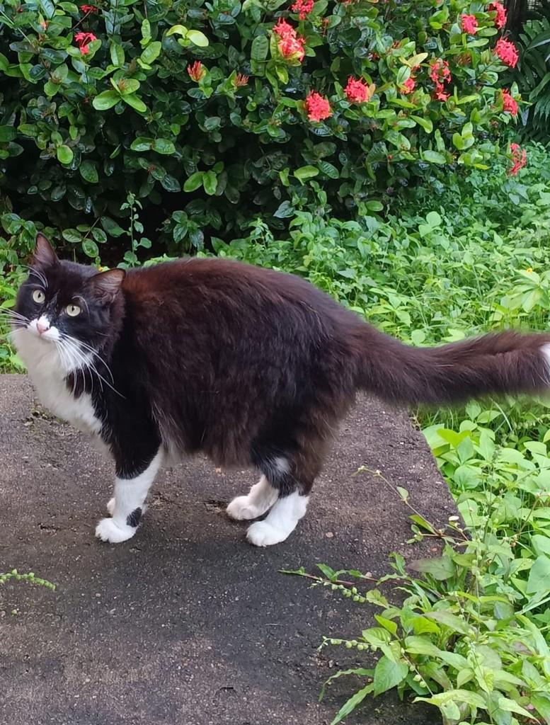 Enola, gato de porte médio para adoção em Recife - PE