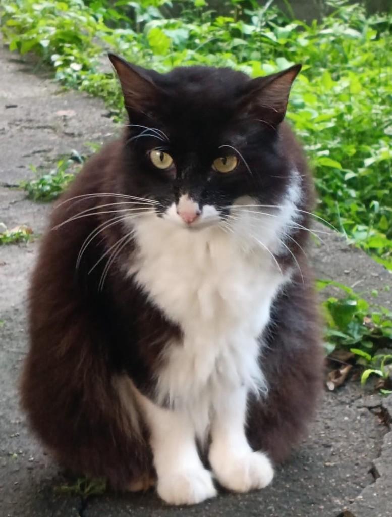 Enola, gato de porte médio para adoção em Recife - PE — foto 2 de 5
