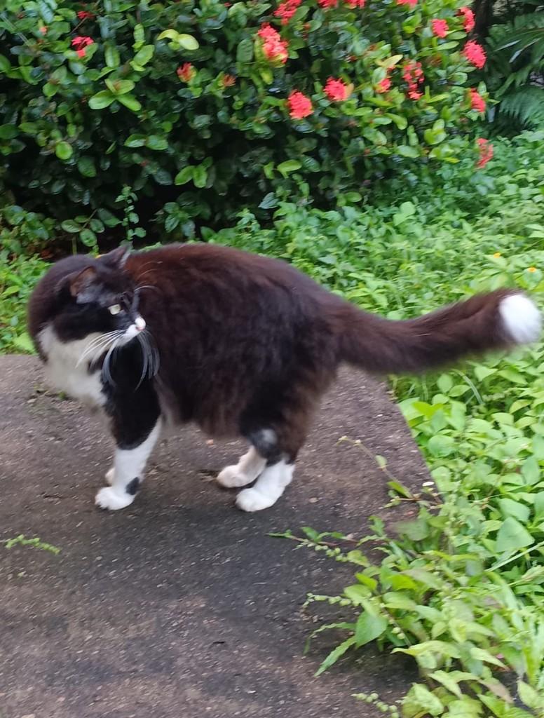 Enola, gato de porte médio para adoção em Recife - PE — foto 4 de 5