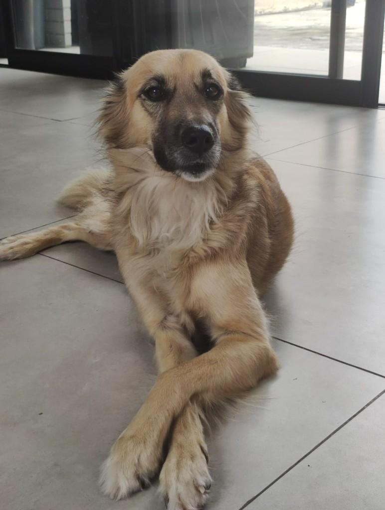 Cida, cadela de porte médio para adoção em Recife - PE