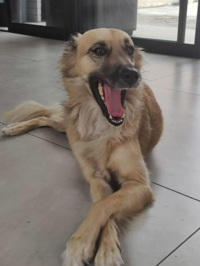 Cida, cadela de porte médio para adoção em Recife - PE — foto 3 de 4