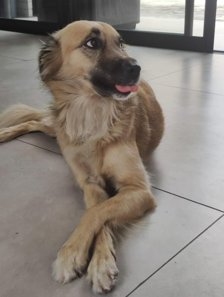 Cida, cadela de porte médio para adoção em Recife - PE — foto 4 de 4