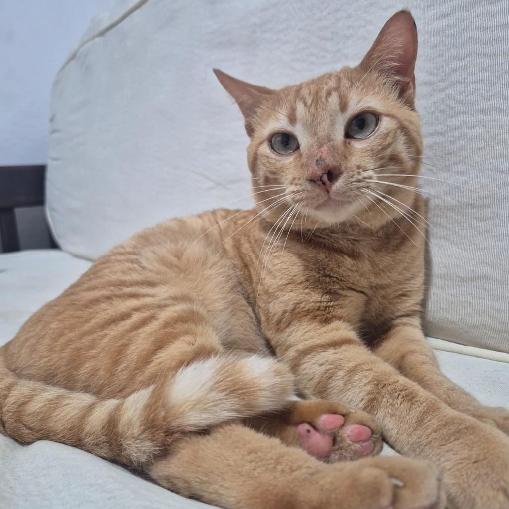 Yellow, gato de porte médio para adoção em Recife - PE