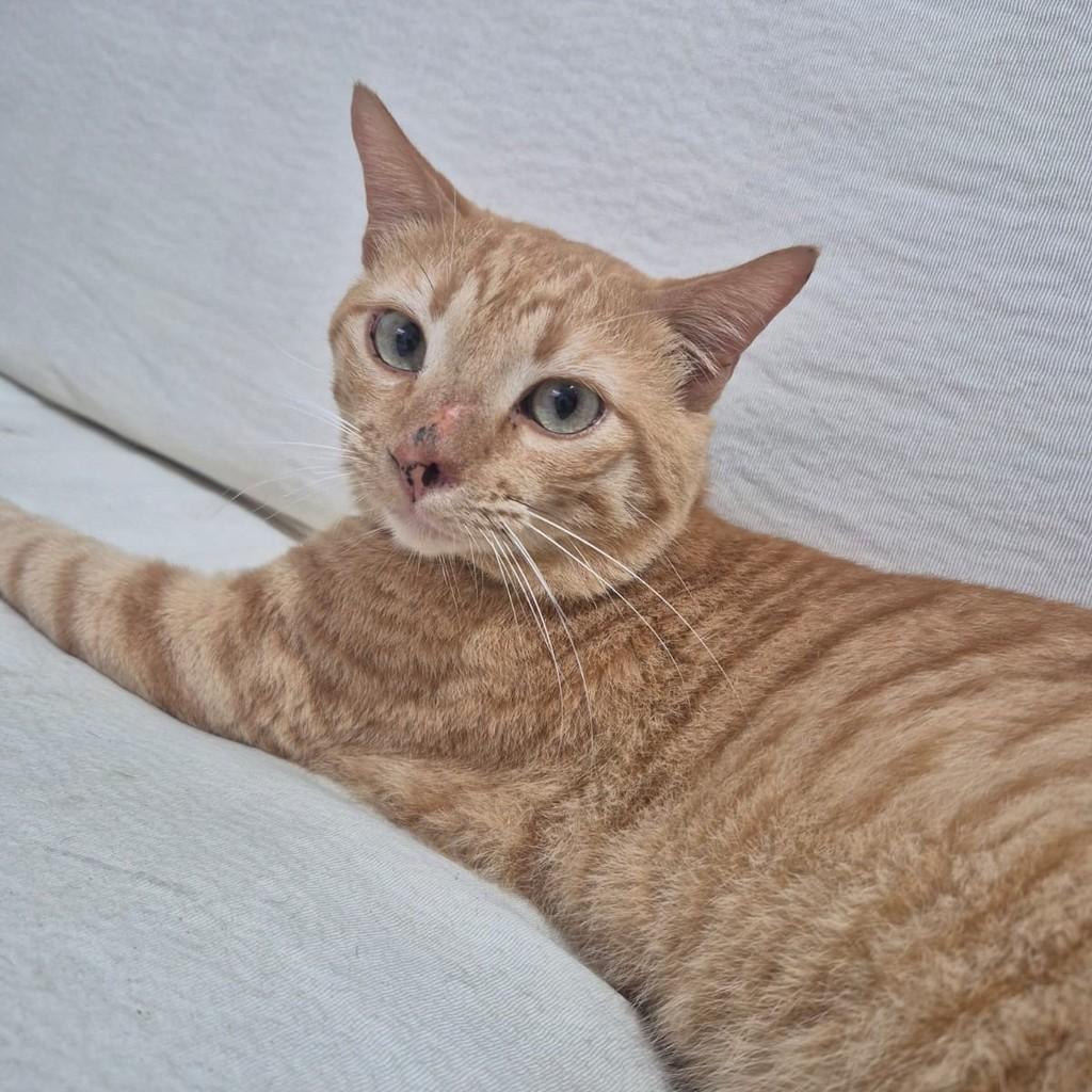 Yellow, gato de porte médio para adoção em Recife - PE — foto 2 de 4