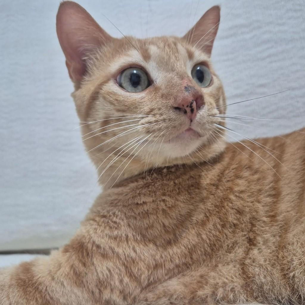 Yellow, gato de porte médio para adoção em Recife - PE — foto 3 de 4