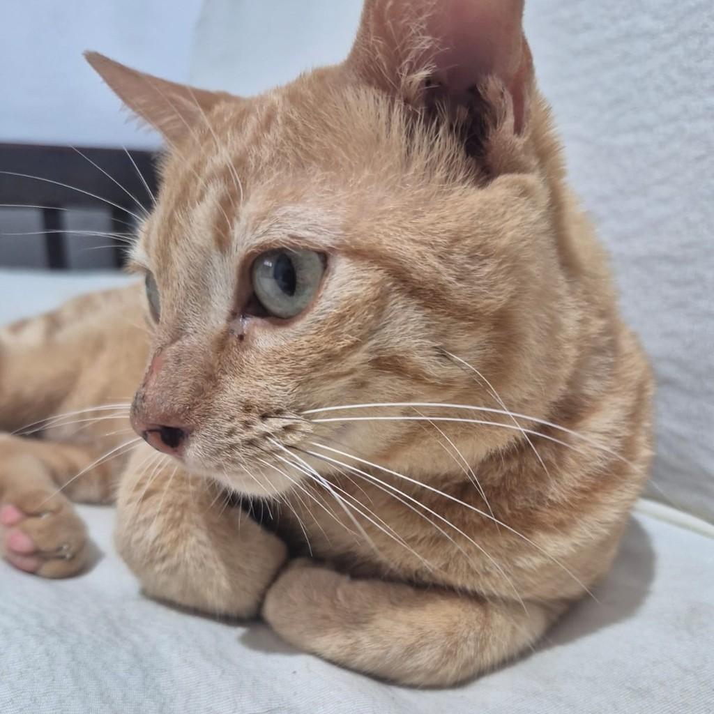 Yellow, gato de porte médio para adoção em Recife - PE — foto 4 de 4