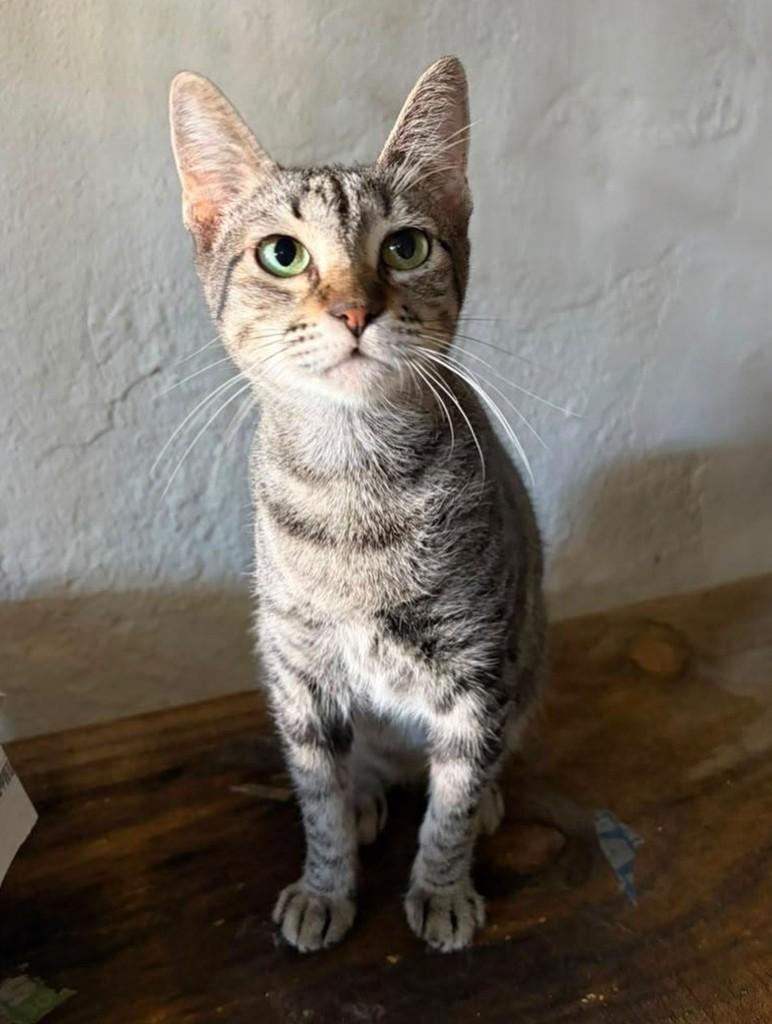 Milla, gata de porte médio para adoção em Recife - PE