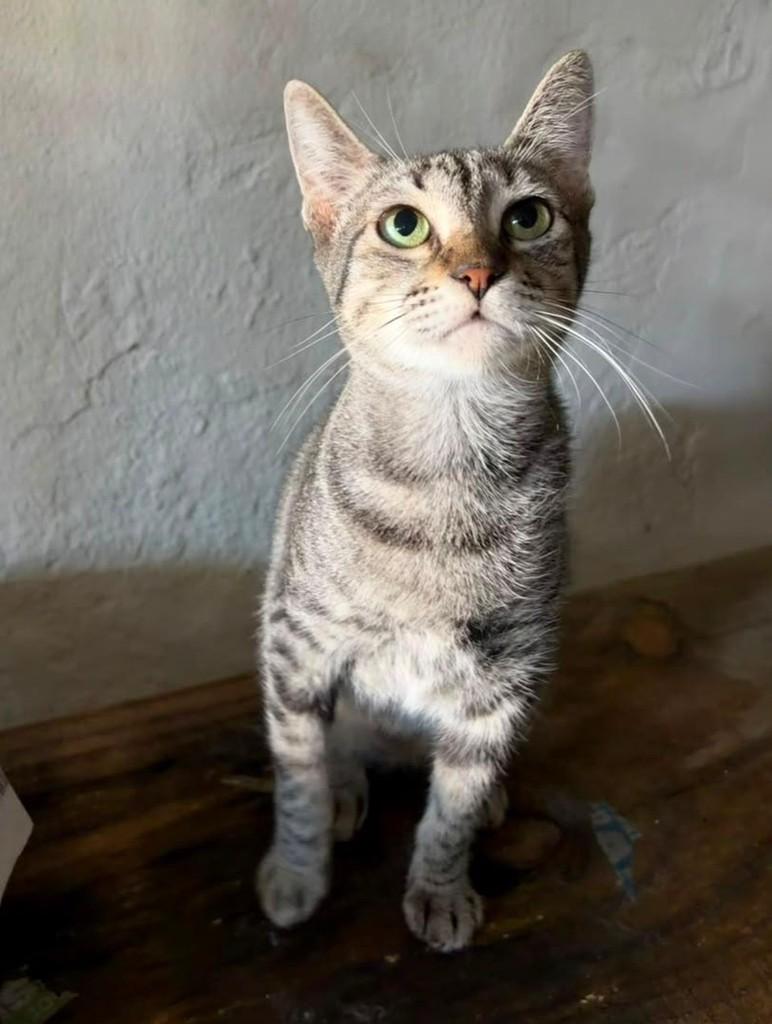 Milla, gata de porte médio para adoção em Recife - PE — foto 2 de 3
