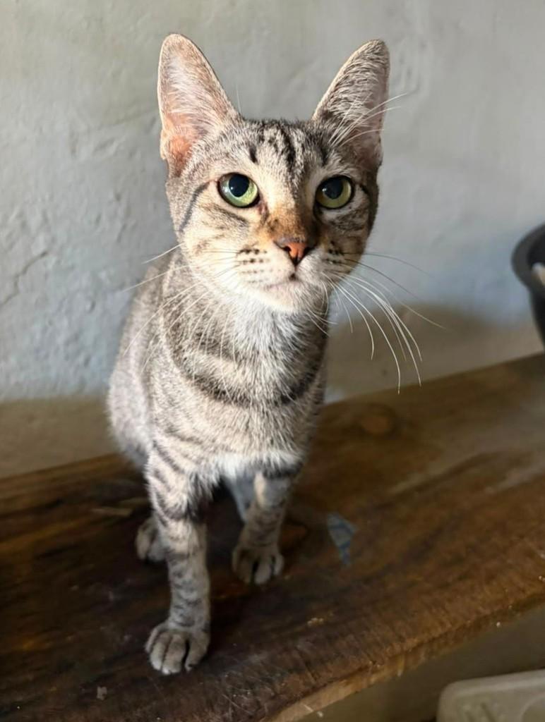 Milla, gata de porte médio para adoção em Recife - PE — foto 3 de 3