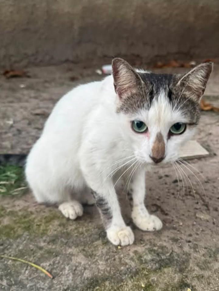 Narizinho, gata de porte pequeno para adoção em Recife - PE