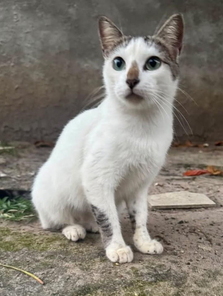 Narizinho, gata de porte pequeno para adoção em Recife - PE — foto 2 de 2