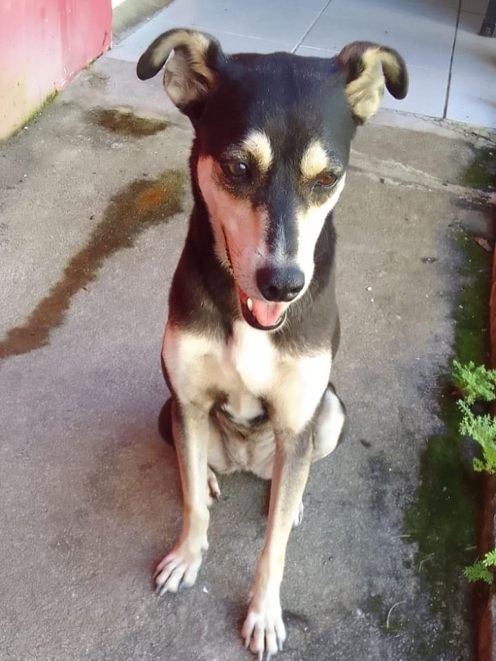 Pretinha, cadela de porte médio para adoção em Recife - PE — foto 3 de 6
