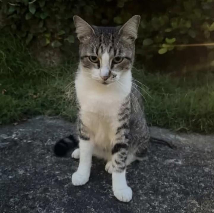 Nina, gato de porte pequeno para adoção em Recife - PE