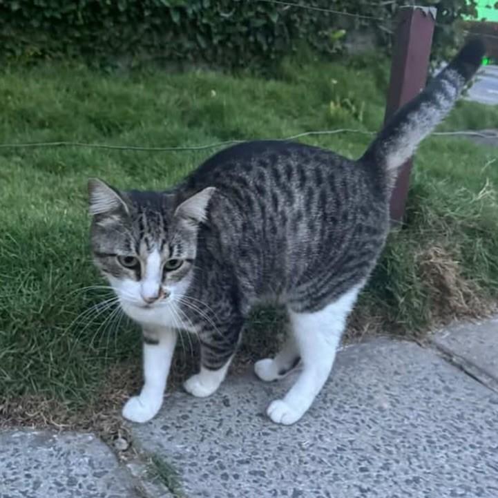 Nina, gato de porte pequeno para adoção em Recife - PE — foto 2 de 3