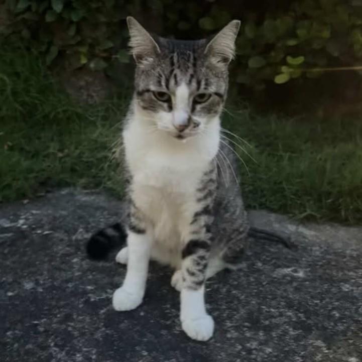 Nina, gato de porte pequeno para adoção em Recife - PE — foto 3 de 3