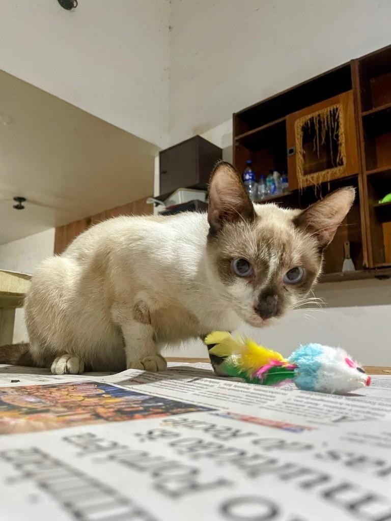 Carlinhos, gato de porte pequeno para adoção em Recife - PE