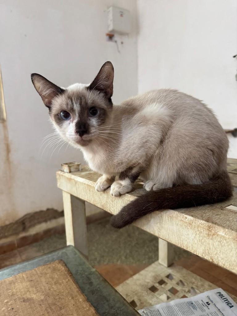 Carlinhos, gato de porte pequeno para adoção em Recife - PE — foto 2 de 5