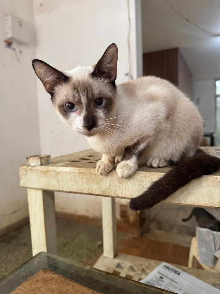 Carlinhos, gato de porte pequeno para adoção em Recife - PE — foto 3 de 5