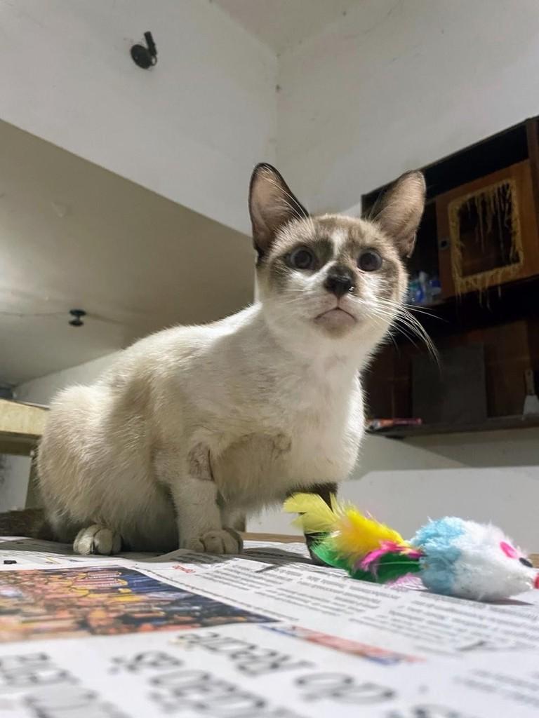 Carlinhos, gato de porte pequeno para adoção em Recife - PE — foto 4 de 5