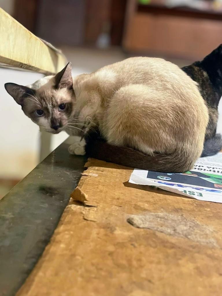 Carlinhos, gato de porte pequeno para adoção em Recife - PE — foto 5 de 5