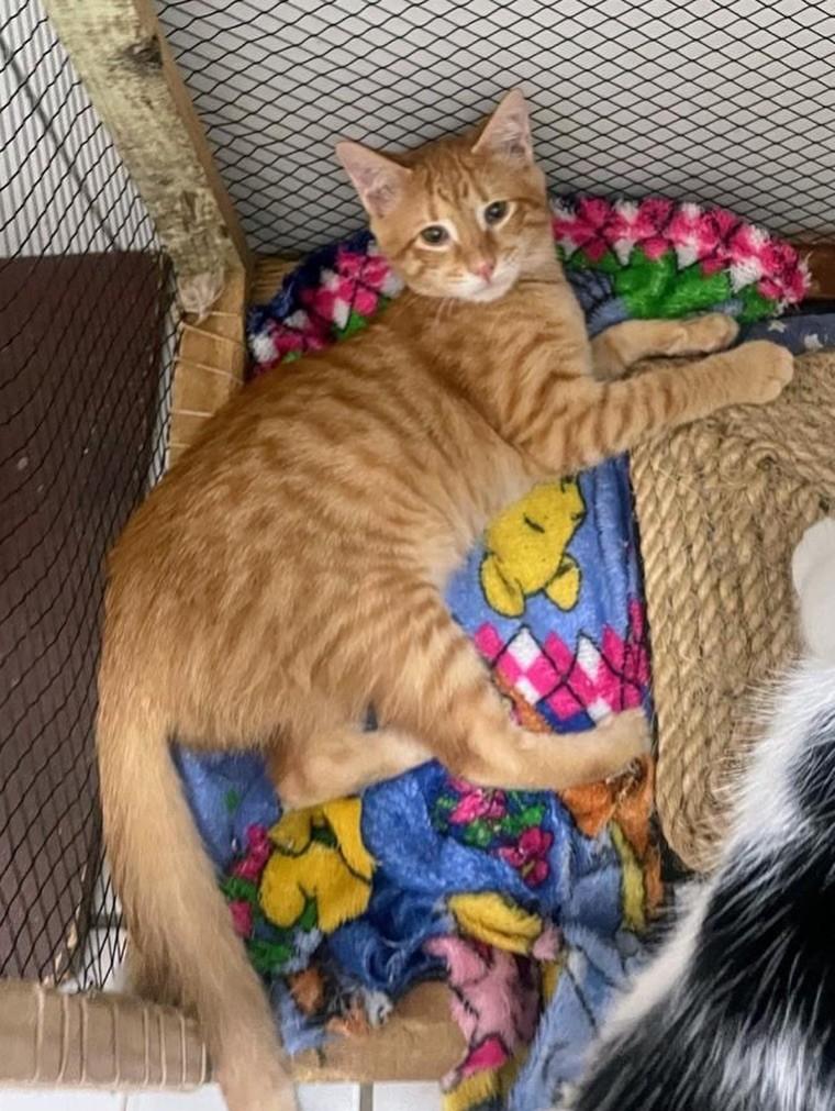 Pudim, gato de porte pequeno para adoção em Recife - PE