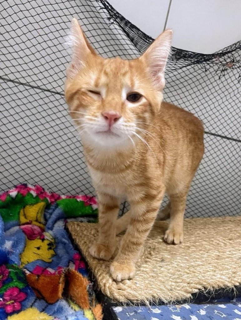 Pudim, gato de porte pequeno para adoção em Recife - PE — foto 2 de 5