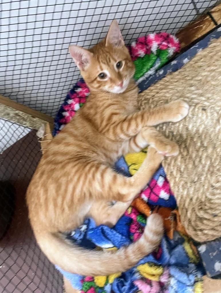 Pudim, gato de porte pequeno para adoção em Recife - PE — foto 3 de 5