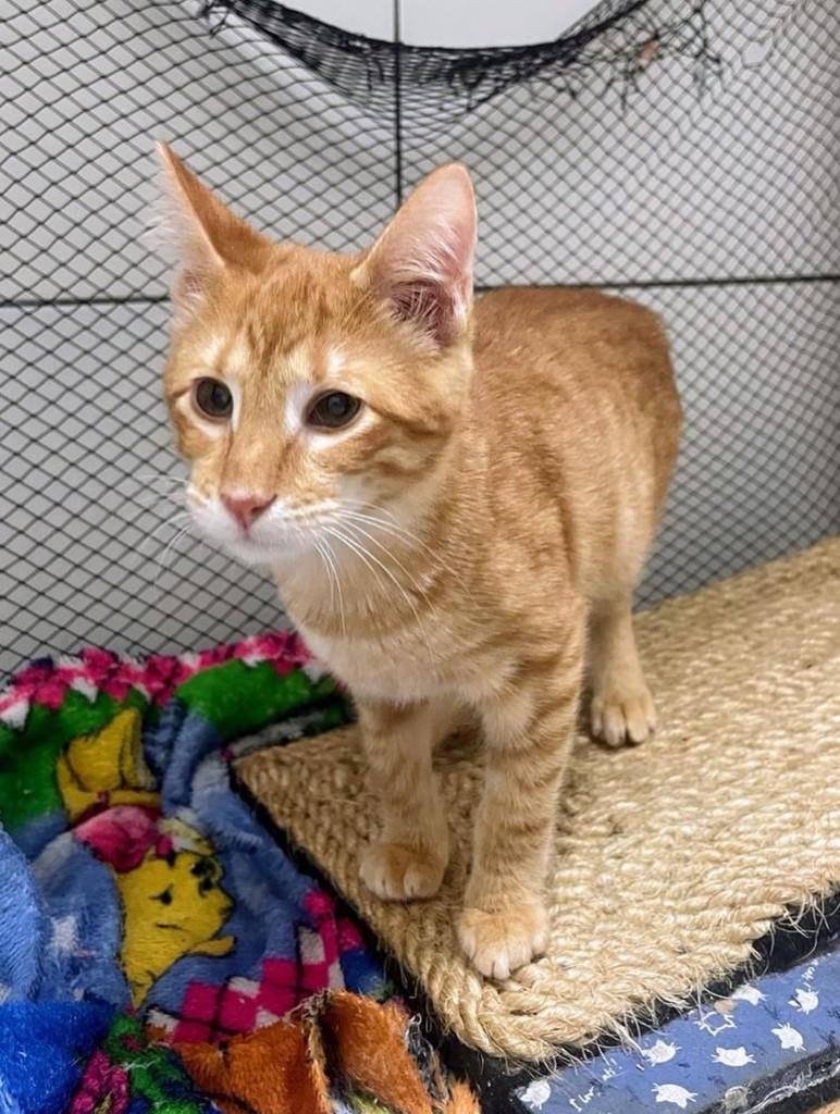 Pudim, gato de porte pequeno para adoção em Recife - PE — foto 4 de 5
