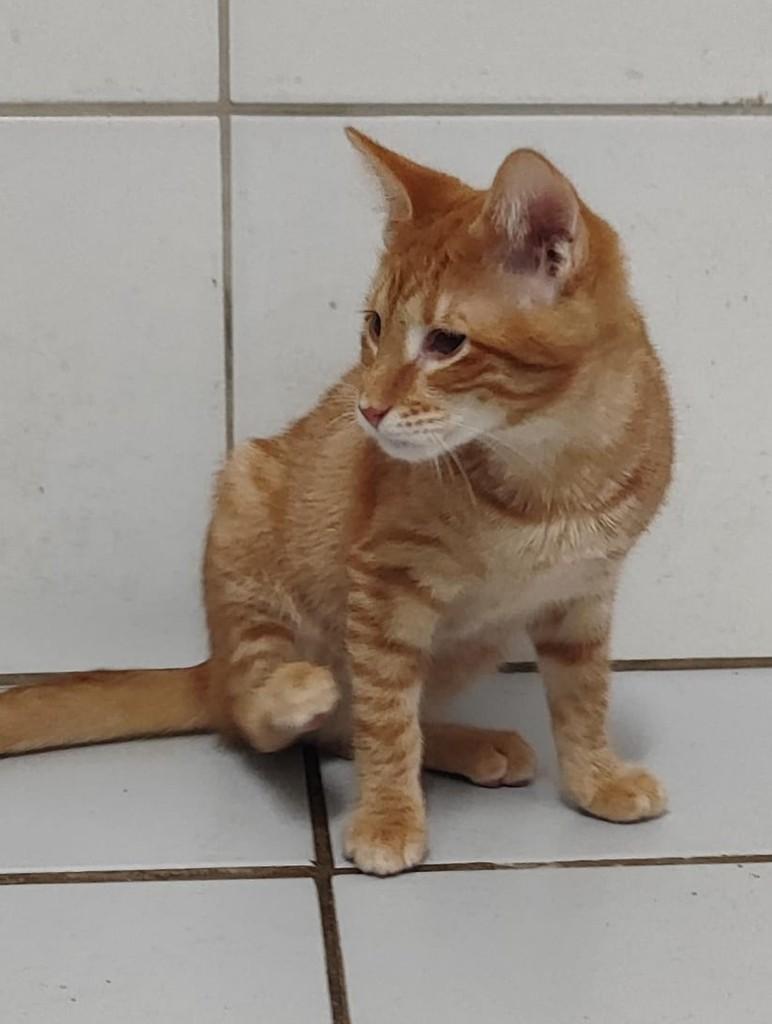 Pudim, gato de porte pequeno para adoção em Recife - PE — foto 5 de 5