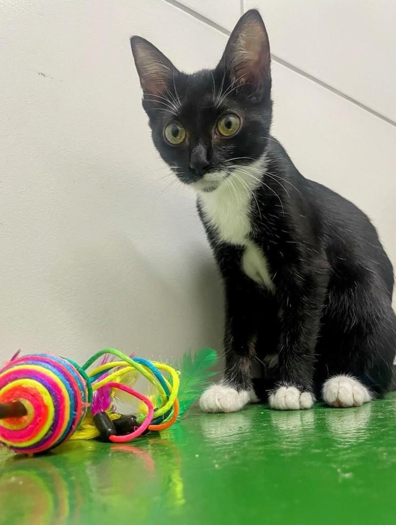 Cocada, gato de porte pequeno para adoção em Recife - PE
